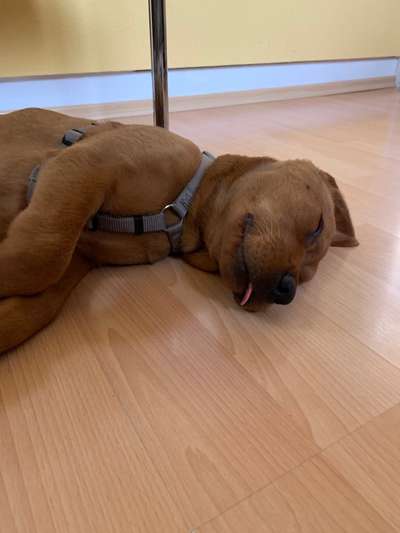 Labradorfans-Beitrag-Bild