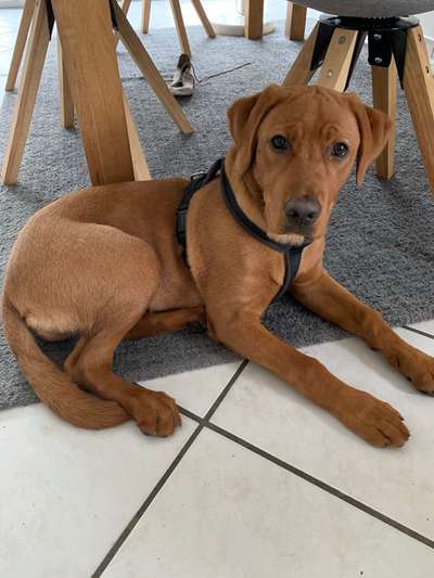 Labradorfans-Beitrag-Bild