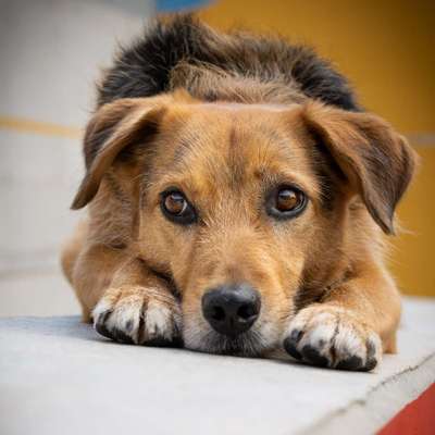 Tierfotografen-Gino the Stray | Tierfotografie-Bild