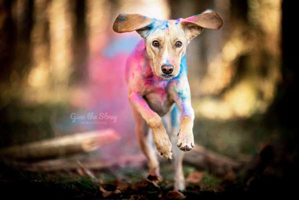 %{de_profession_title}-Holi Farbshooting-Bild