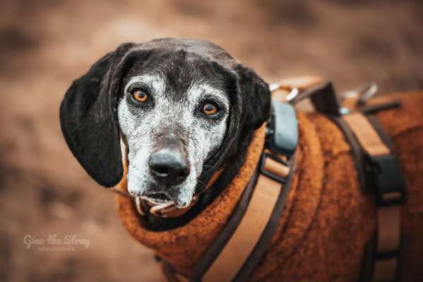 %{de_profession_title}-Hunde Fotoshooting-Bild