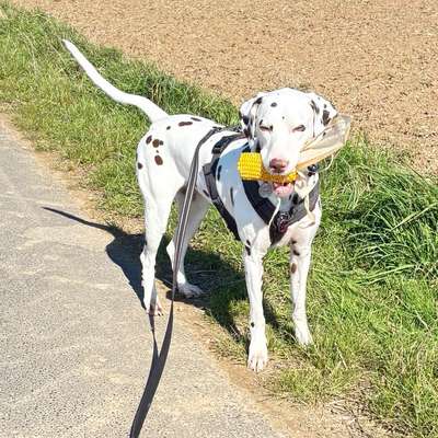 Hundetreffen-Spielfreund gesucht-Bild