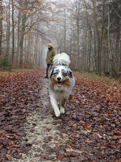 Hundetreffen-Gassi- Spiel- Trainingskameraden gesucht!-Bild