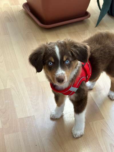 Hundetreffen-Suchen Spielpartner, evtl auch gemeinsames Aufwachsen-Bild