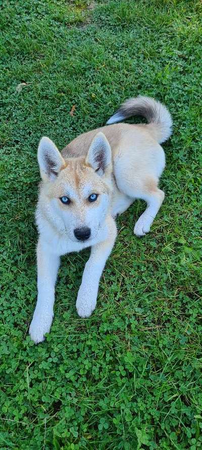 Die Dogorama Kalender Challenge Titelbild-Beitrag-Bild