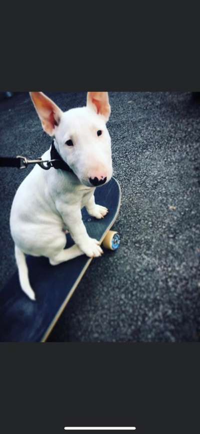 Welpen Bilder !-Beitrag-Bild