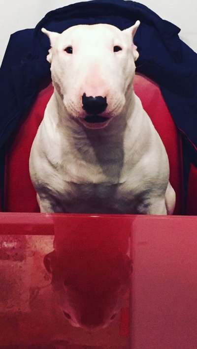 Miniatur Bull Terrier-Beitrag-Bild