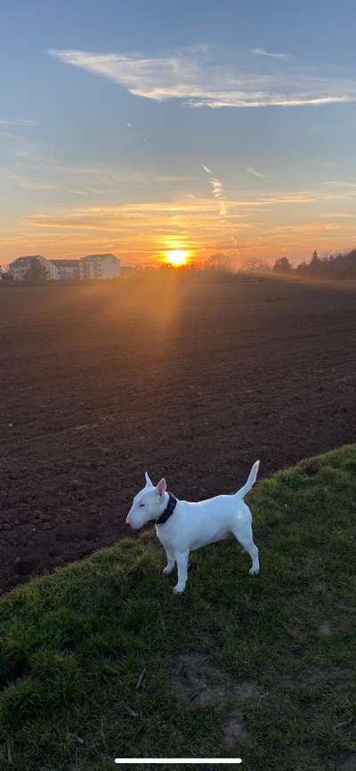 Die Dogorama Wochen Challenge-Beitrag-Bild