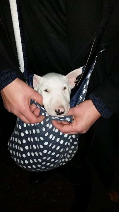 Welpen Bilder !-Beitrag-Bild