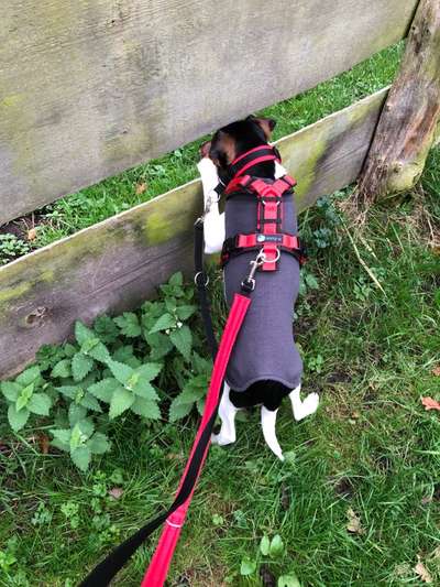 Dansky (Dansk-Svensk Gårdshund)-Beitrag-Bild