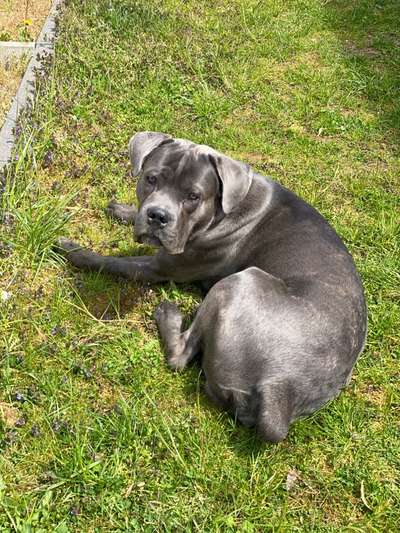 Rassensuche Cane Corso Italiano-Beitrag-Bild