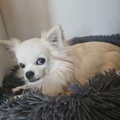 Hundetreffen-Spaziergang für Kleinhunde-Bild