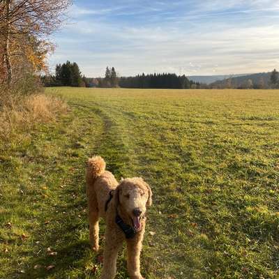 Hundetreffen-Gassirunde und Spielen in Konstanz für Königspudel Anton, 9 Monate-Bild