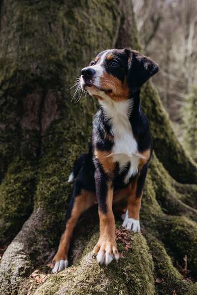 Lieblingsbild von euren Hunden?-Beitrag-Bild