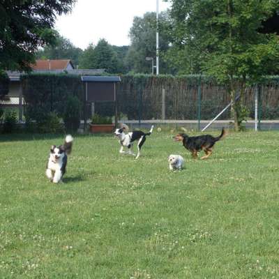 Hundeschulen-Bell Amis e. V.-Bild