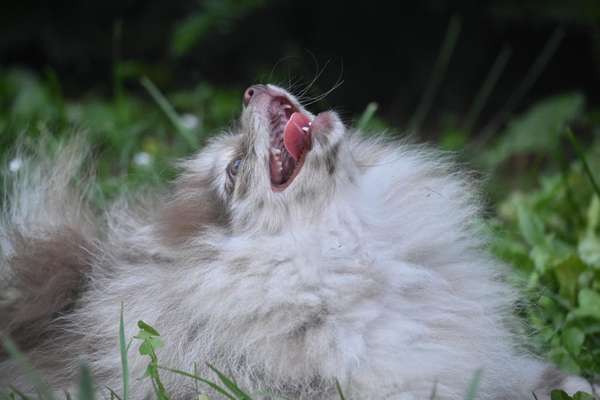 FOTO CHALLENGE Thema ,,durchdrehen"-Beitrag-Bild