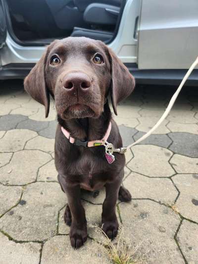 Hundetreffen-Welpentreffen-Bild