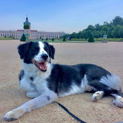 Hundetreffen-Suche Hundekumpel (m/w)-Bild