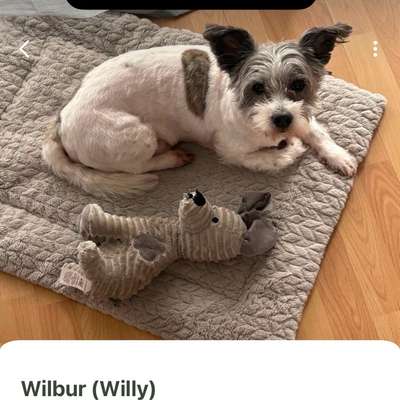 Hundetreffen-Spaziergang-Bild