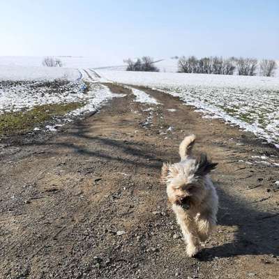 Hundetreffen-Spielkameraden für Maya-Bild