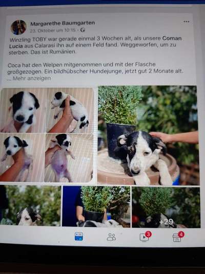 Auslandstierschutz-Beitrag-Bild