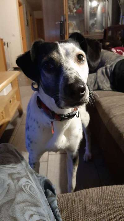 Auslandstierschutz-Beitrag-Bild