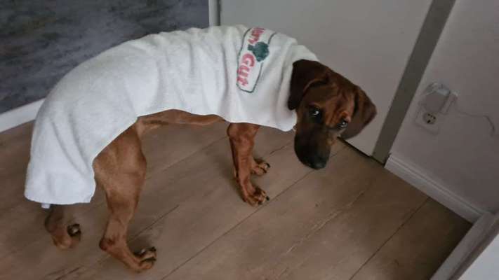 Rhodesian Ridgeback-Beitrag-Bild