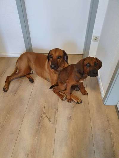 Rhodesian Ridgeback-Beitrag-Bild