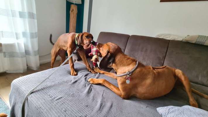 Rhodesian Ridgeback-Beitrag-Bild