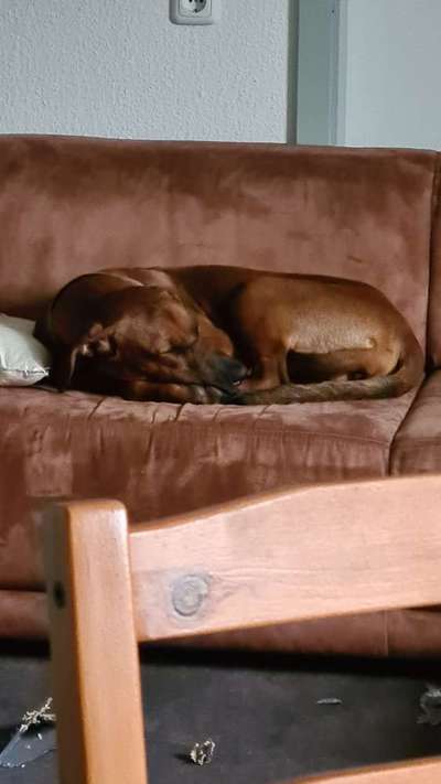 Rhodesian Ridgeback-Beitrag-Bild