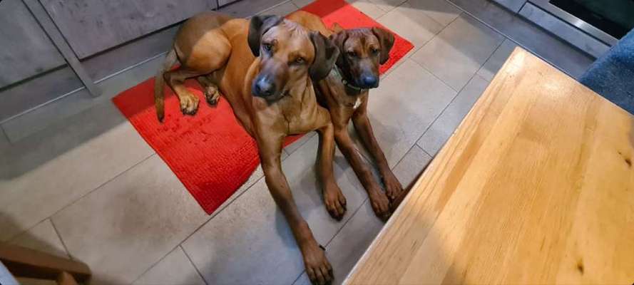 Rhodesian Ridgeback-Beitrag-Bild