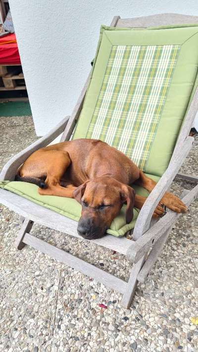 Rhodesian Ridgeback-Beitrag-Bild