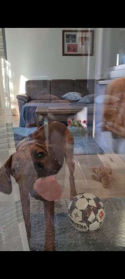 Rhodesian Ridgeback-Beitrag-Bild