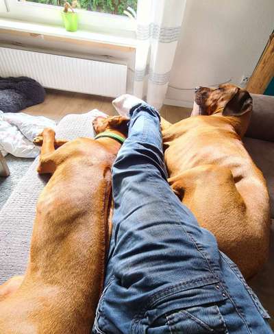 Rhodesian Ridgeback-Beitrag-Bild