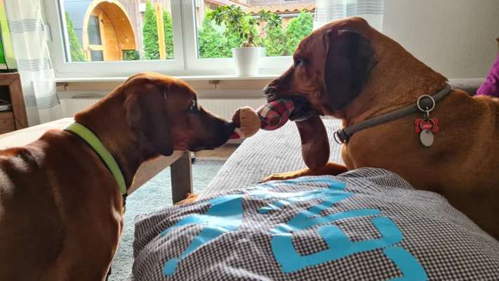 Rhodesian Ridgeback-Beitrag-Bild