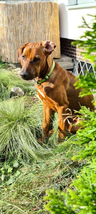 Rhodesian Ridgeback-Beitrag-Bild