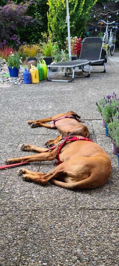 Rhodesian Ridgeback-Beitrag-Bild