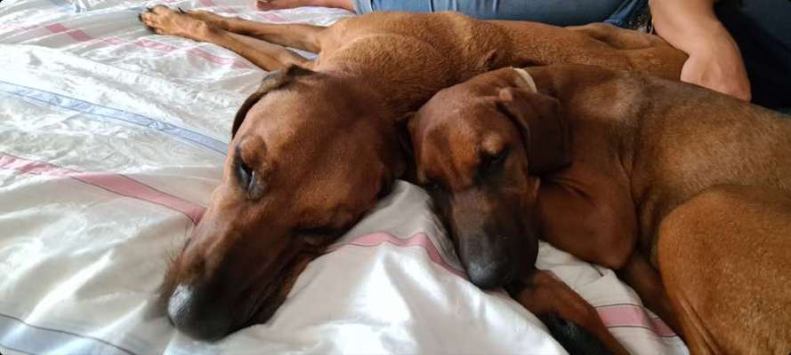 Rhodesian Ridgeback-Beitrag-Bild