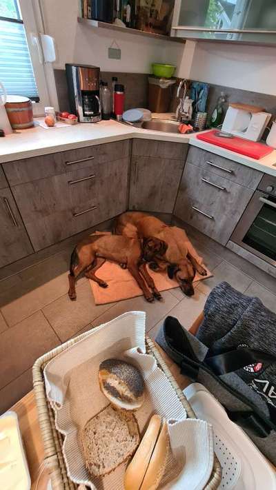 Rhodesian Ridgeback-Beitrag-Bild