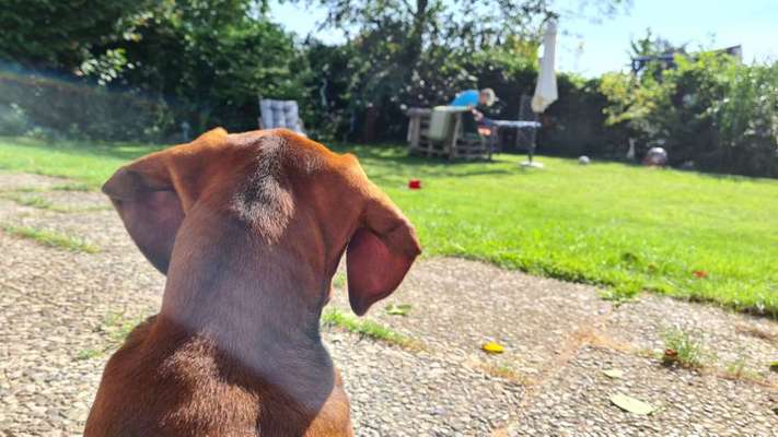 Rhodesian Ridgeback-Beitrag-Bild