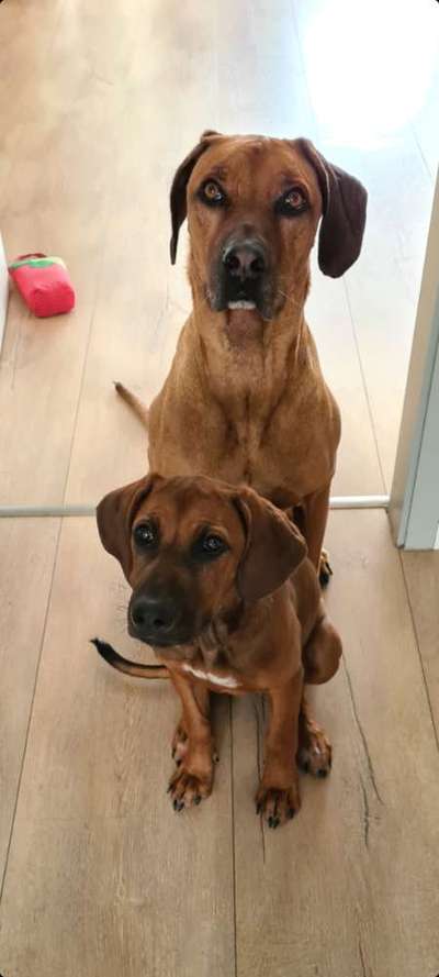 Rhodesian Ridgeback-Beitrag-Bild