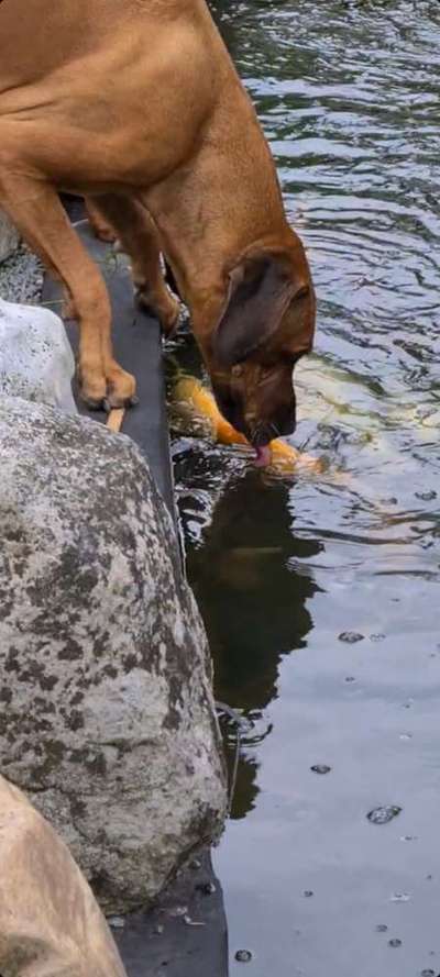 Rhodesian Ridgeback-Beitrag-Bild