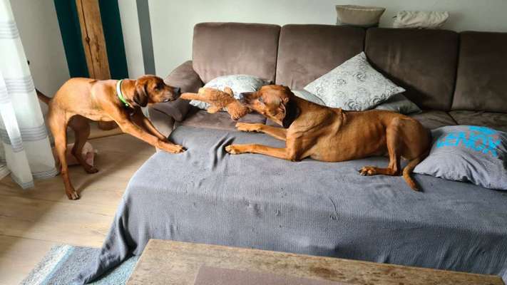 Rhodesian Ridgeback-Beitrag-Bild