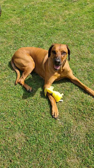 Rhodesian Ridgeback-Beitrag-Bild
