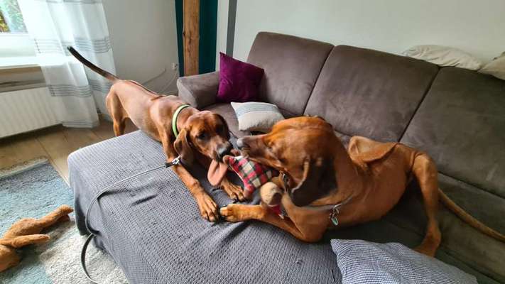 Rhodesian Ridgeback-Beitrag-Bild