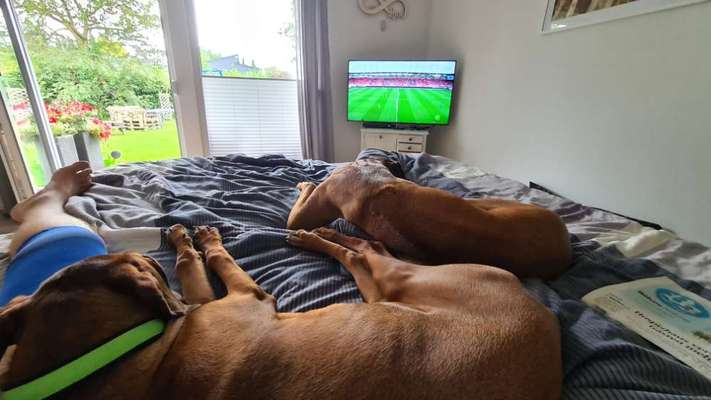 Rhodesian Ridgeback-Beitrag-Bild