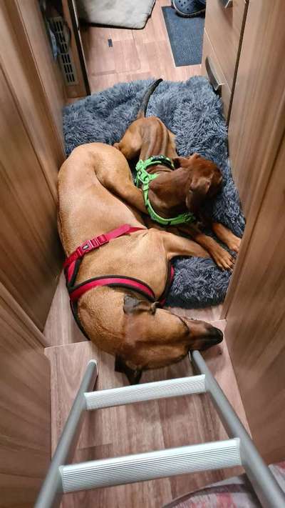 Rhodesian Ridgeback-Beitrag-Bild