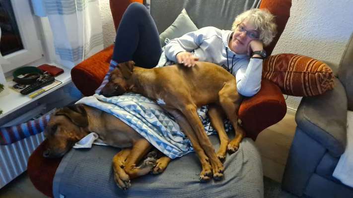 Rhodesian Ridgeback-Beitrag-Bild