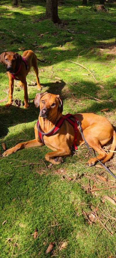 Rhodesian Ridgeback-Beitrag-Bild