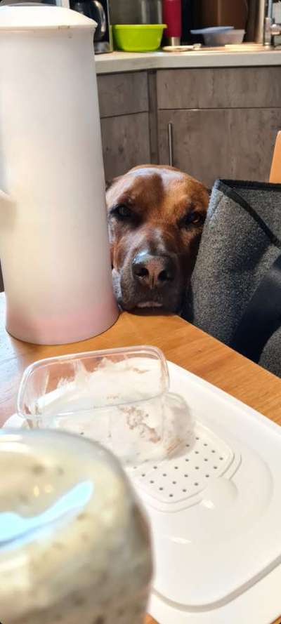 Rhodesian Ridgeback-Beitrag-Bild